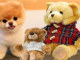Pomeranian-Boo-Kopek